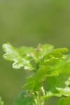 Quercus robur