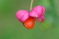 Euonymus europaeus