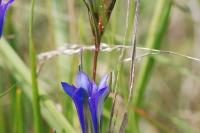 Gentiana pneumonanthe
