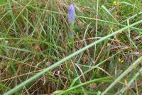 Gentiana pneumonanthe