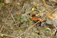 Cicendia filiformis