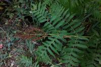 Osmunda regalis