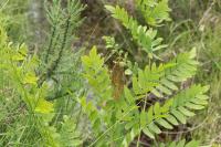 Osmunda regalis