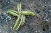 Pinguicula lusitanica