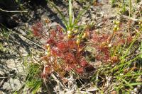 Drosera intermedia