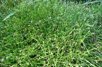 Isolepis fluitans