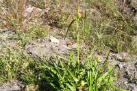 Carex viridula