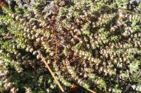 Illecebrum verticillatum