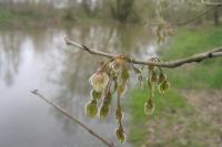 Ulmus laevis