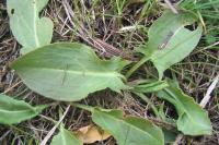 Rumex thyrsiflorus