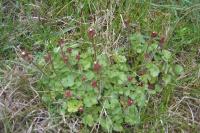 Saxifraga granulata