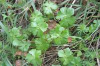 Geranium lucidum