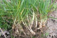 Poa bulbosa