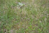 Carex praecox