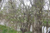 Prunus cerasifera