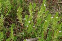 Gratiola officinalis