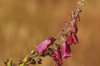 Digitalis purpurea
