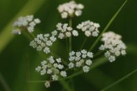 Trocdaris verticillatum