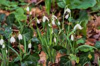 Galanthus nivalis