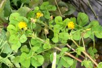 Medicago arabica