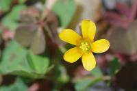Oxalis stricta