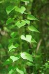 Dioscorea communis