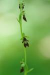 Ophrys insectifera