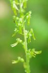 Neottia ovata
