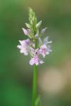 Dactylorhiza fuchsii