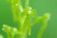Neottia ovata
