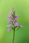 Dactylorhiza fuchsii