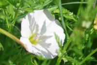 Convolvulus arvensis