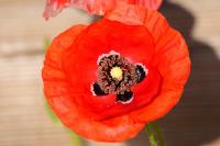 Papaver rhoeas