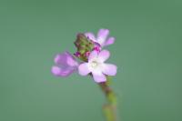 Verbena officinalis