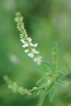 Melilotus albus