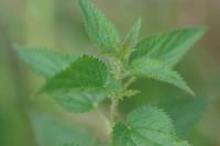 Urtica dioica