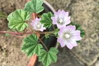 Malva neglecta