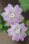Malva neglecta