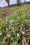 Galanthus nivalis