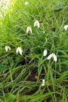 Galanthus nivalis