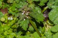 Lamium hybridum