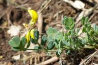 Coronilla minima