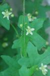 Bryonia dioica