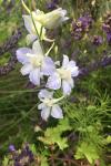 Delphinium ajacis