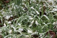 Galanthus nivalis