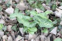Arum italicum