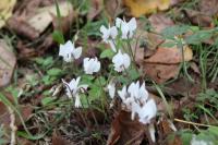 Cyclamen hederifolium