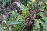 Asplenium scolopendrium