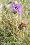 Centaurea scabiosa