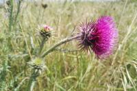 Carduus nutans